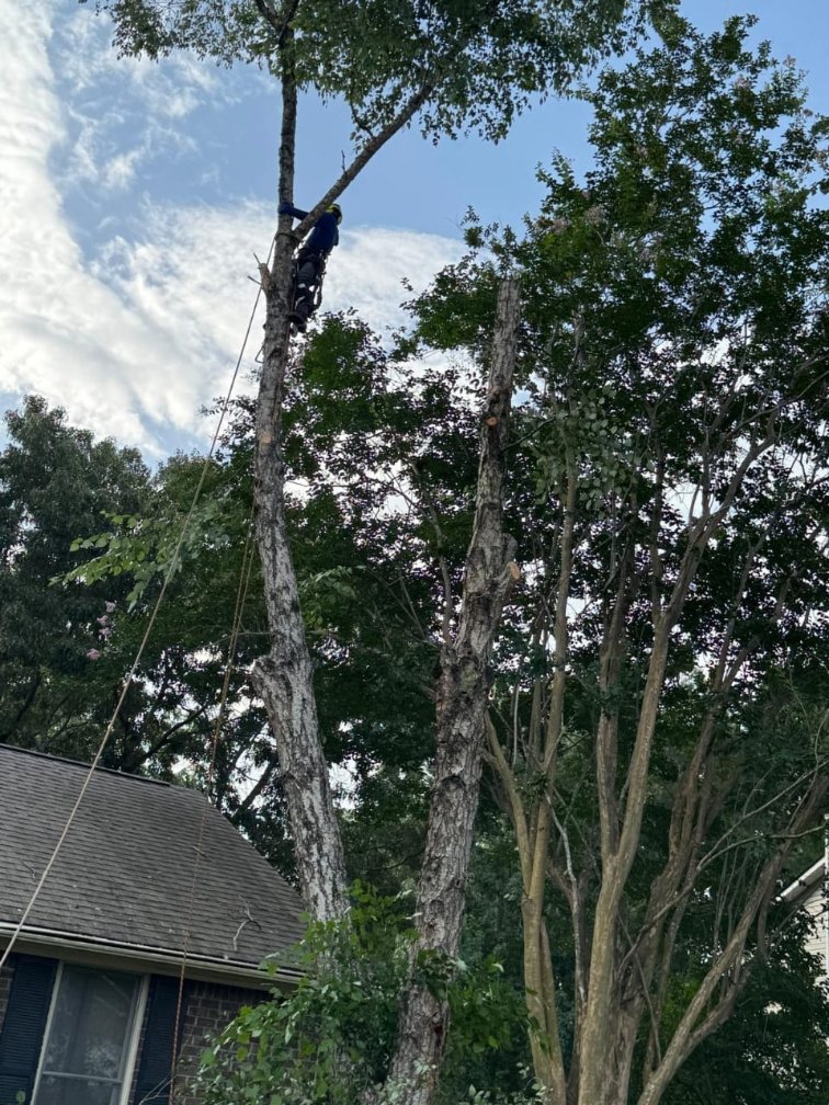 Lion Tree Service and Landscaping LLC project photo 15